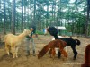 ZooDoo Dalat Tickets