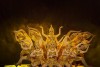 Ducashow Ticket in Nha Trang