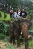 Dalat Elephant Riding Tour - Da lat Zoo - Phu An Cafe