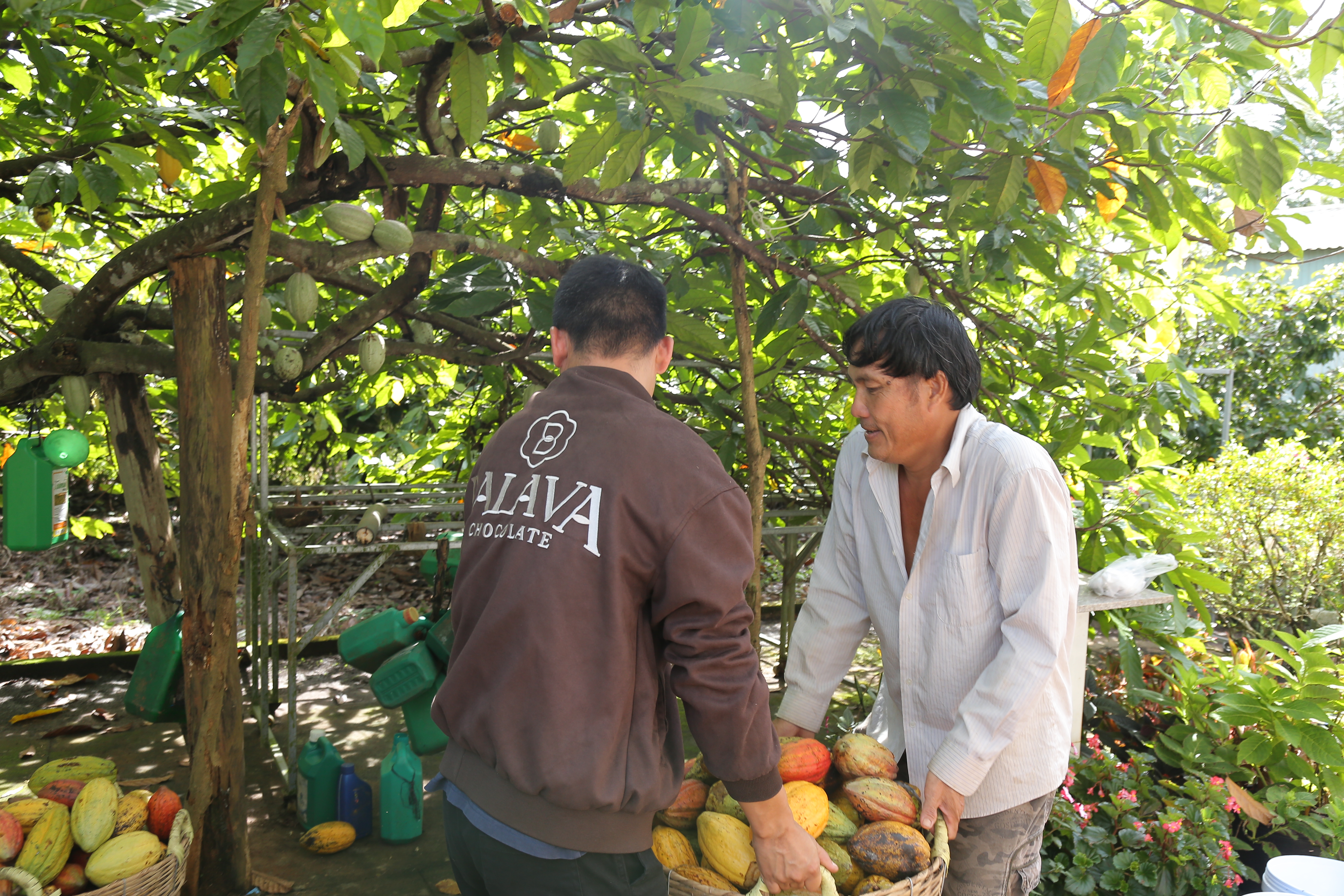 Is Organic Cacao Actually Necessary?