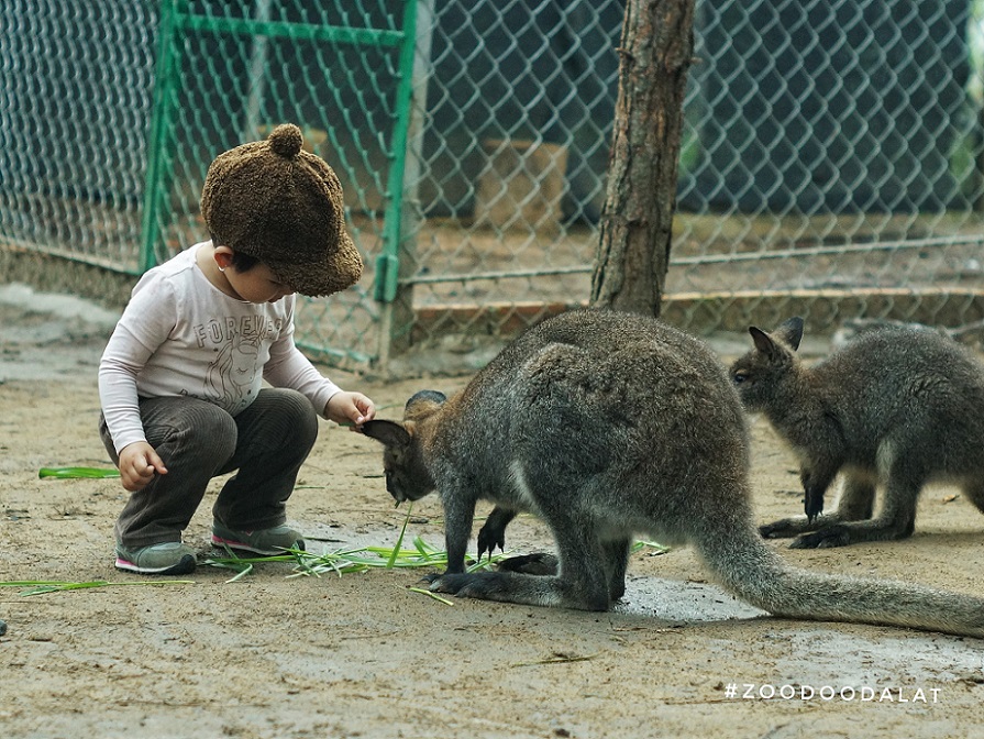 Da Lat's Zoodoo Tour