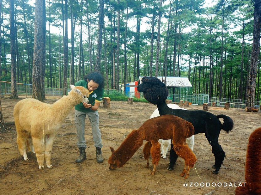 ZooDoo Dalat Tickets