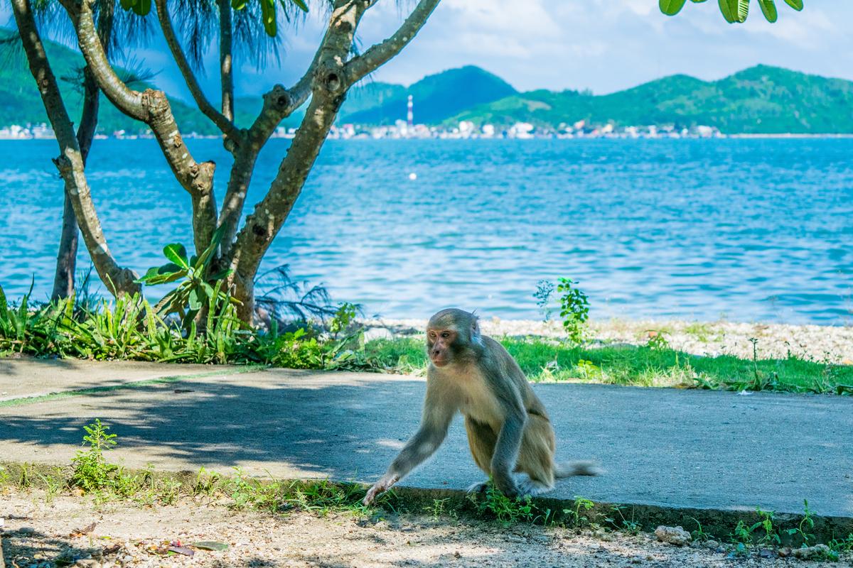 Monkey Island (Dao Khi &ndash; Hon Lao) Nha Trang
