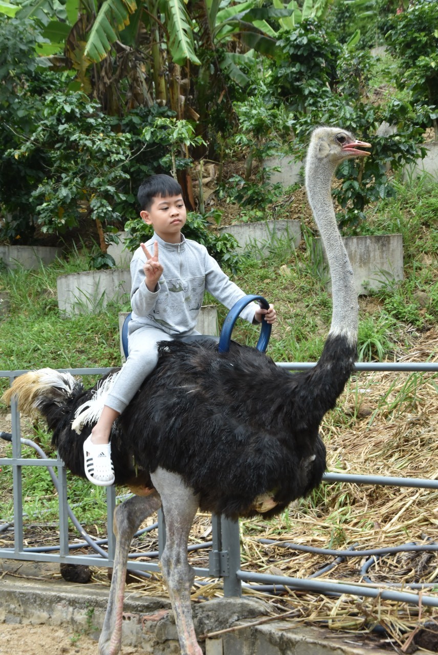 Dalat Elephant Riding Tour - Da lat Zoo - Phu An Cafe