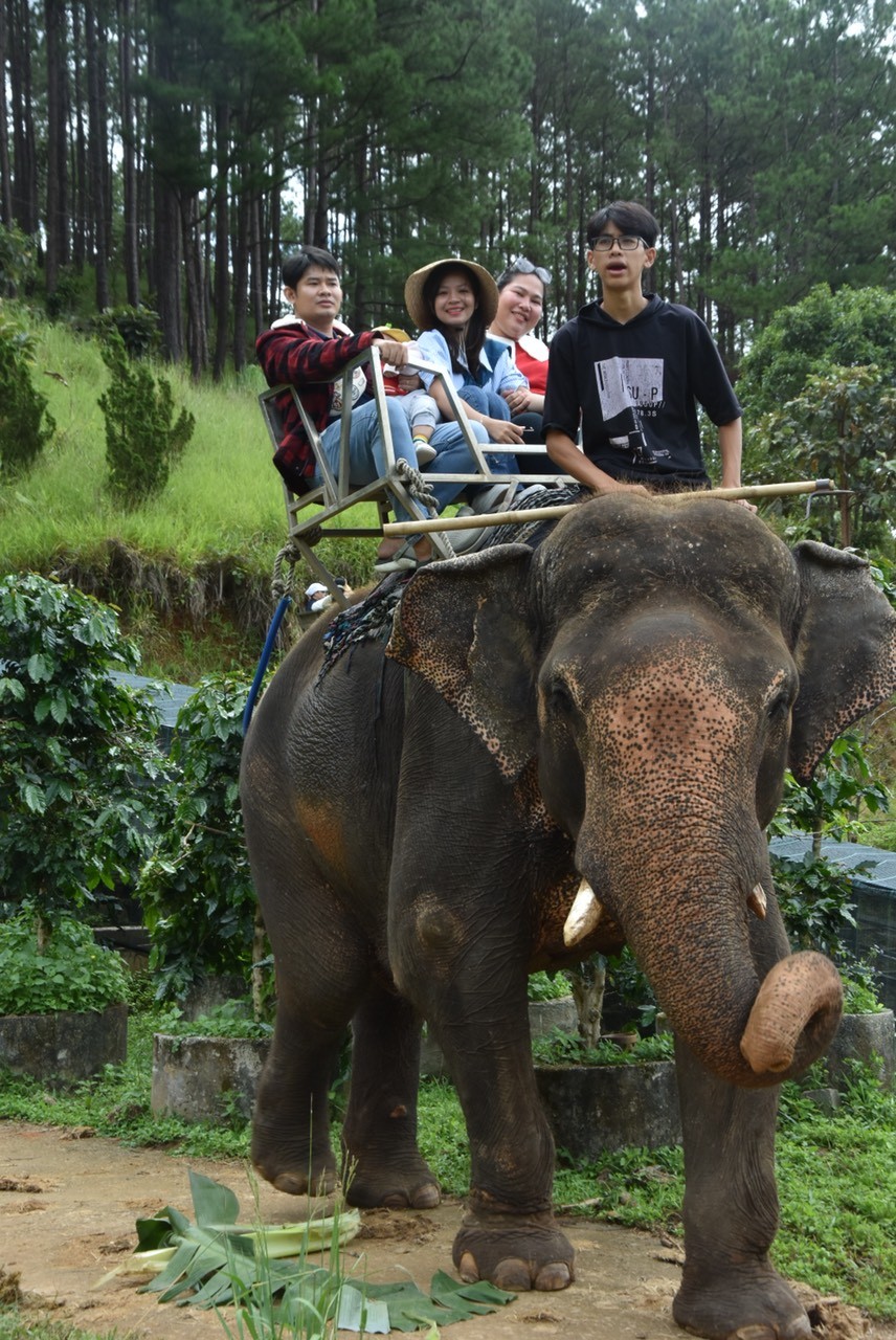 Dalat Elephant Riding Tour - Da lat Zoo - Phu An Cafe